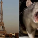 "الفئران" تغزو محطات المترو في فرنسا (فيديو)