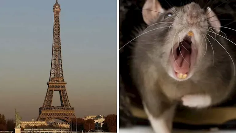 "الفئران" تغزو محطات المترو في فرنسا (فيديو)